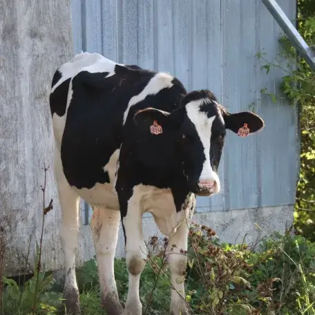 Cow
