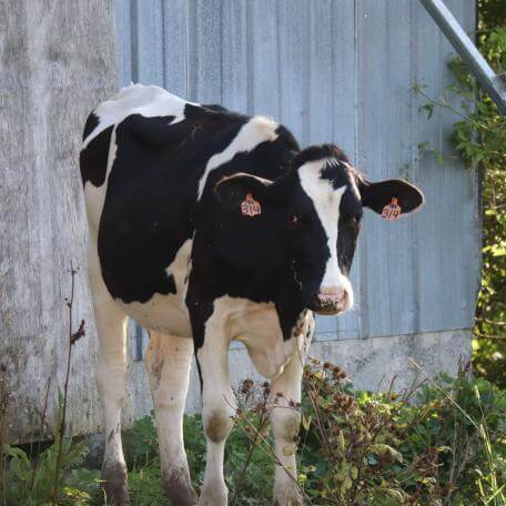 Cow