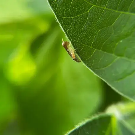 Pest