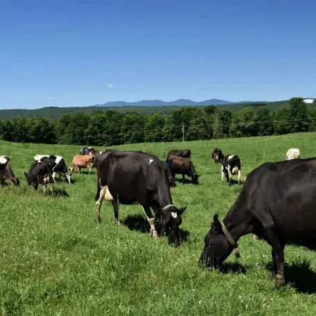 Cows grazing in the meadow