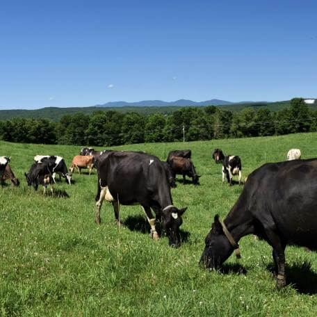 Cows grazing in the meadow