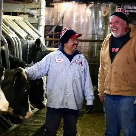 two men in a cow barn, laughing