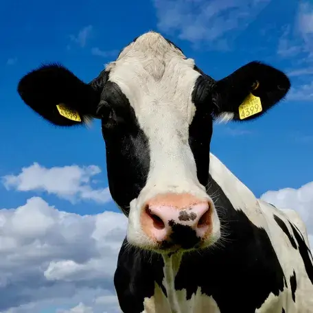 a dairy cow outdoors