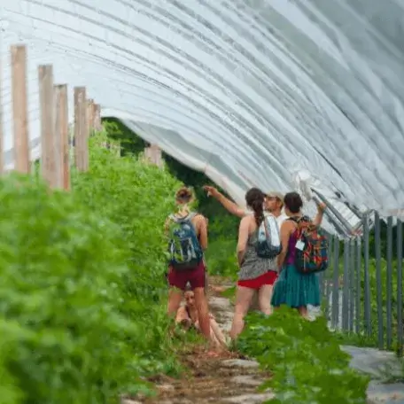 four people standing in a greenhouse