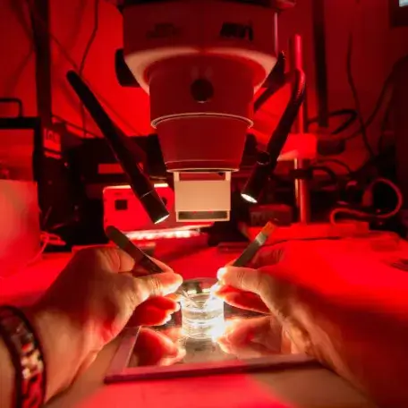 closeup of hands under a microscope