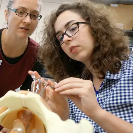 two people examining a model pelvis