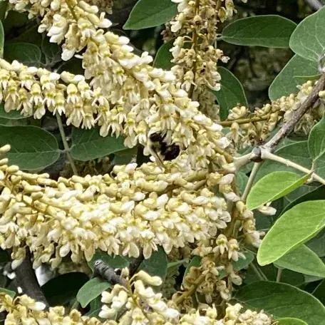 Bee on tree in bloom