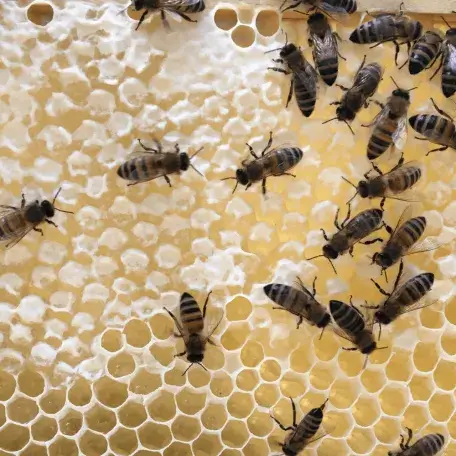 Vermont bees on honeycomb