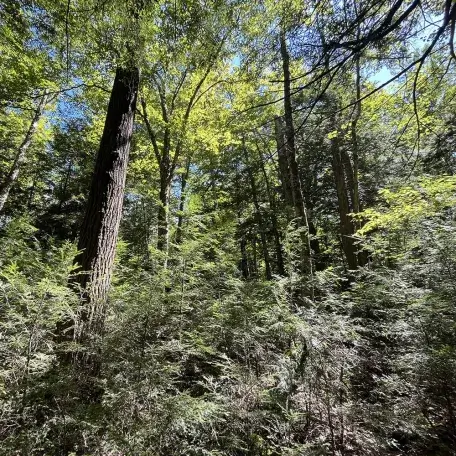 forest in the daytime
