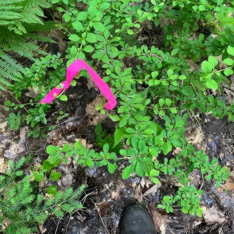 pink ribbon tied around a plant on a forest floor