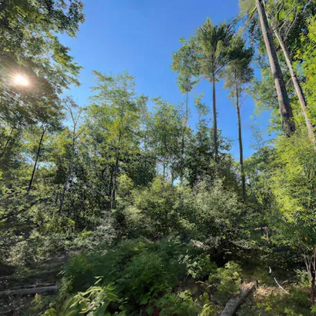 forest in bright sunlight