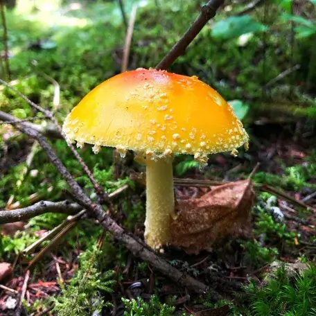 a colorful mushroom growing on a forest floor