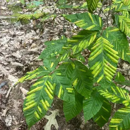 Leaves with yellow lines indicating disease