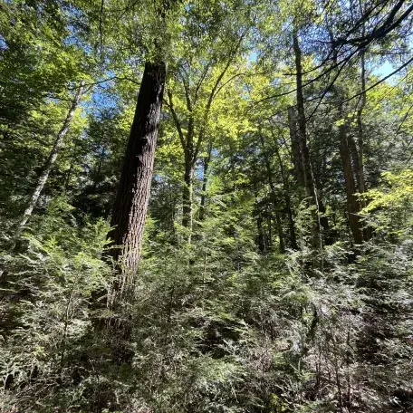 OId forest with big and small trees with ample light