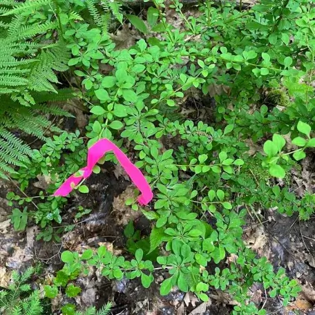 Plant with pink flagging an introduced invasive plant