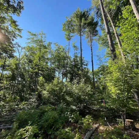 Healthy forest with light and regeneration of different sizes
