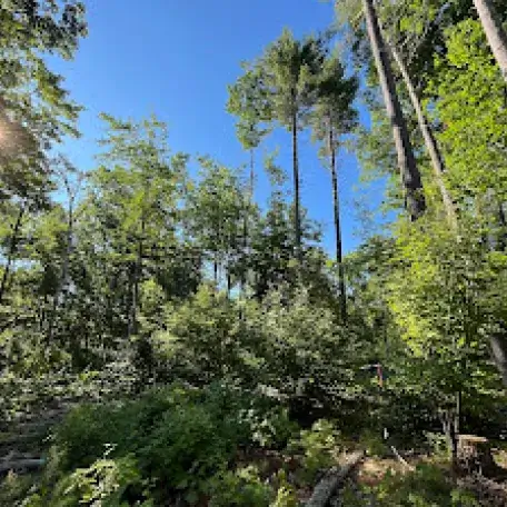 Healthy forest with light and regeneration of different sizes