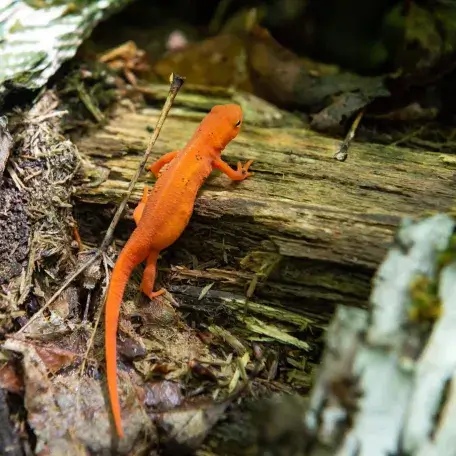 Red salamander crawling over a log