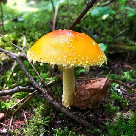 a colorful mushroom on a mossy ground