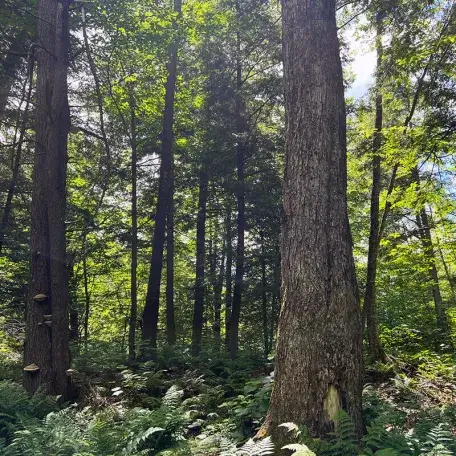 many trees in a green forest