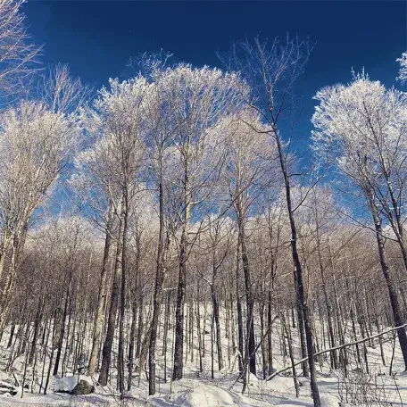 forest in winter