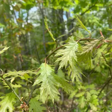 closeup of leaves on a tree