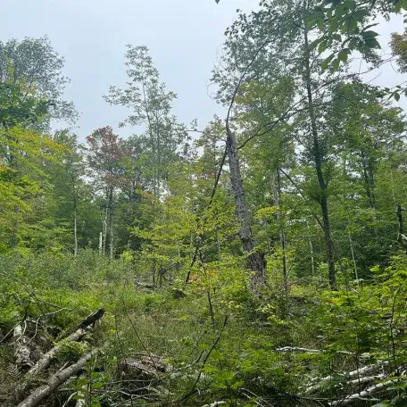 an open space in a green forest