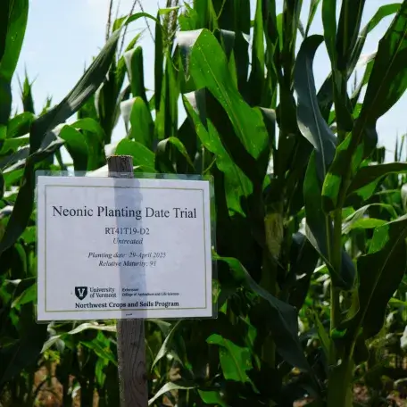 research plot