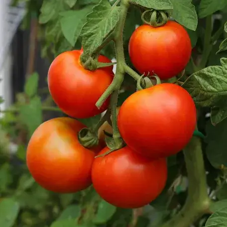 5 tomatoes on a vine