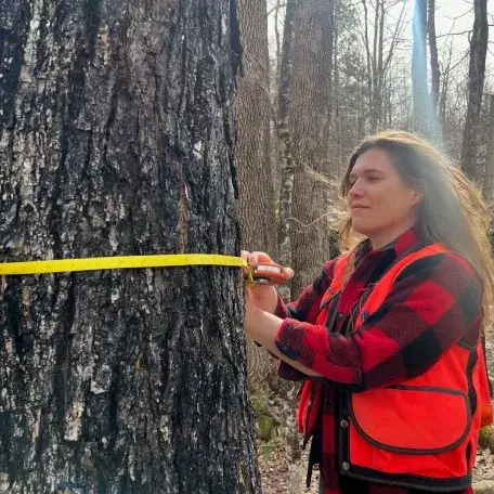 person measuring a tree