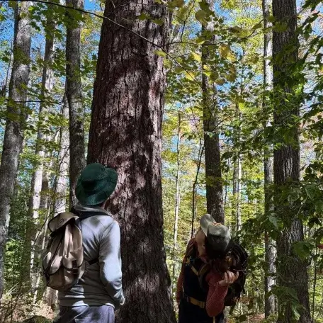 two people looking up a pine tree