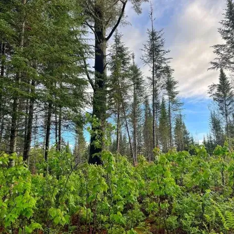 Trees with lots of regeneration