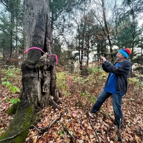 landowner taking photo of tree