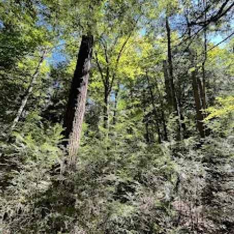 Healthy forest with light and regeneration of different sizes