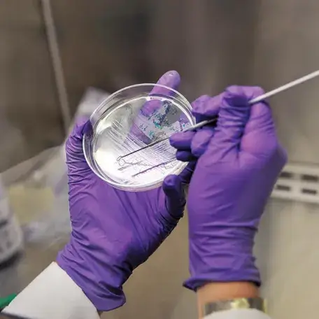 Petrie dish, purple gloves holding a swab
