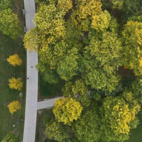 Trees next to a walking path