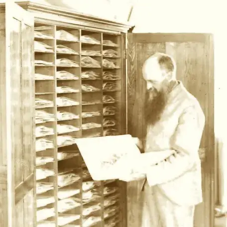 Cyrus Pringle looking in an herbarium cabinet of specimens