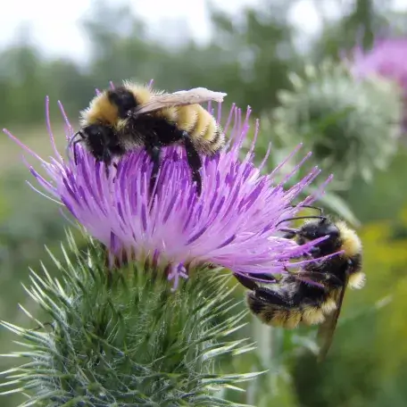 A bee on a purple flower.