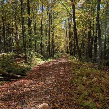 trail in the woods
