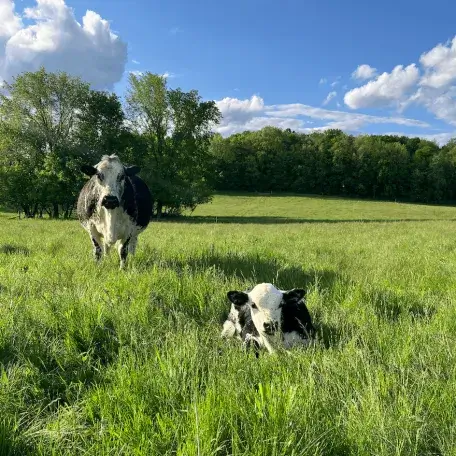 Cows in a field