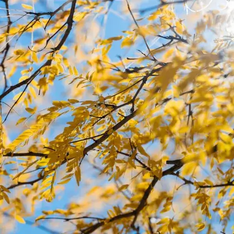 Yellow fall leaves against a blue sky.