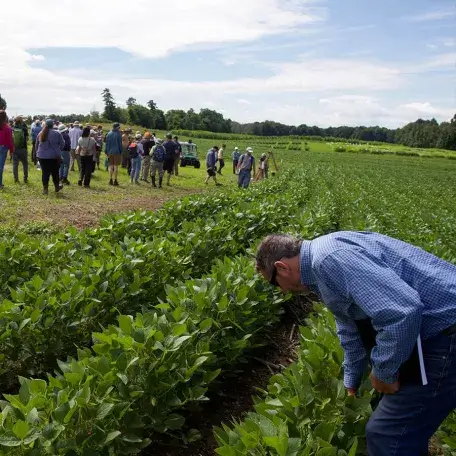 a man crouching over rows of crops, while a large group of people walk by him