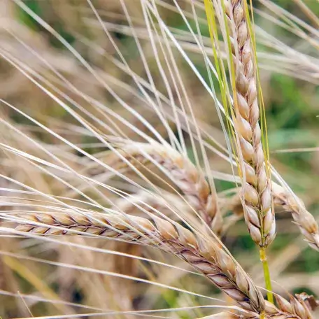 close-up of wheat stalks