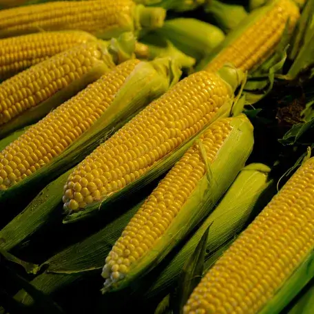 a pile of corn, half-shucked
