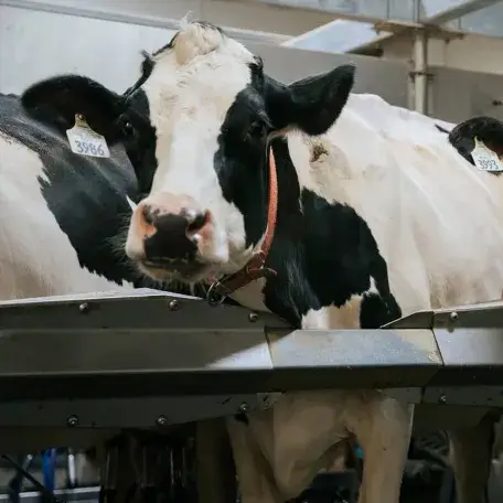 a holstein cow looking at the camera