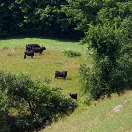 a pasture with cows grazing