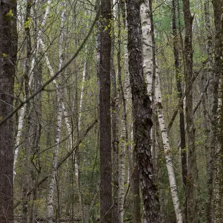 photo of a forest with deciduous trees