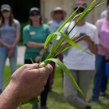 a hand holding some long grass, while people in the background are looking at it