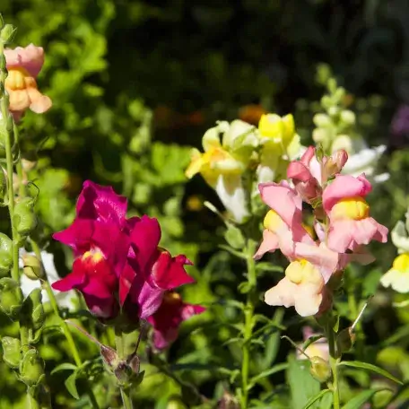 several flowers in a field