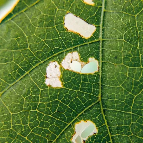 a green plant leaf with white spots on it